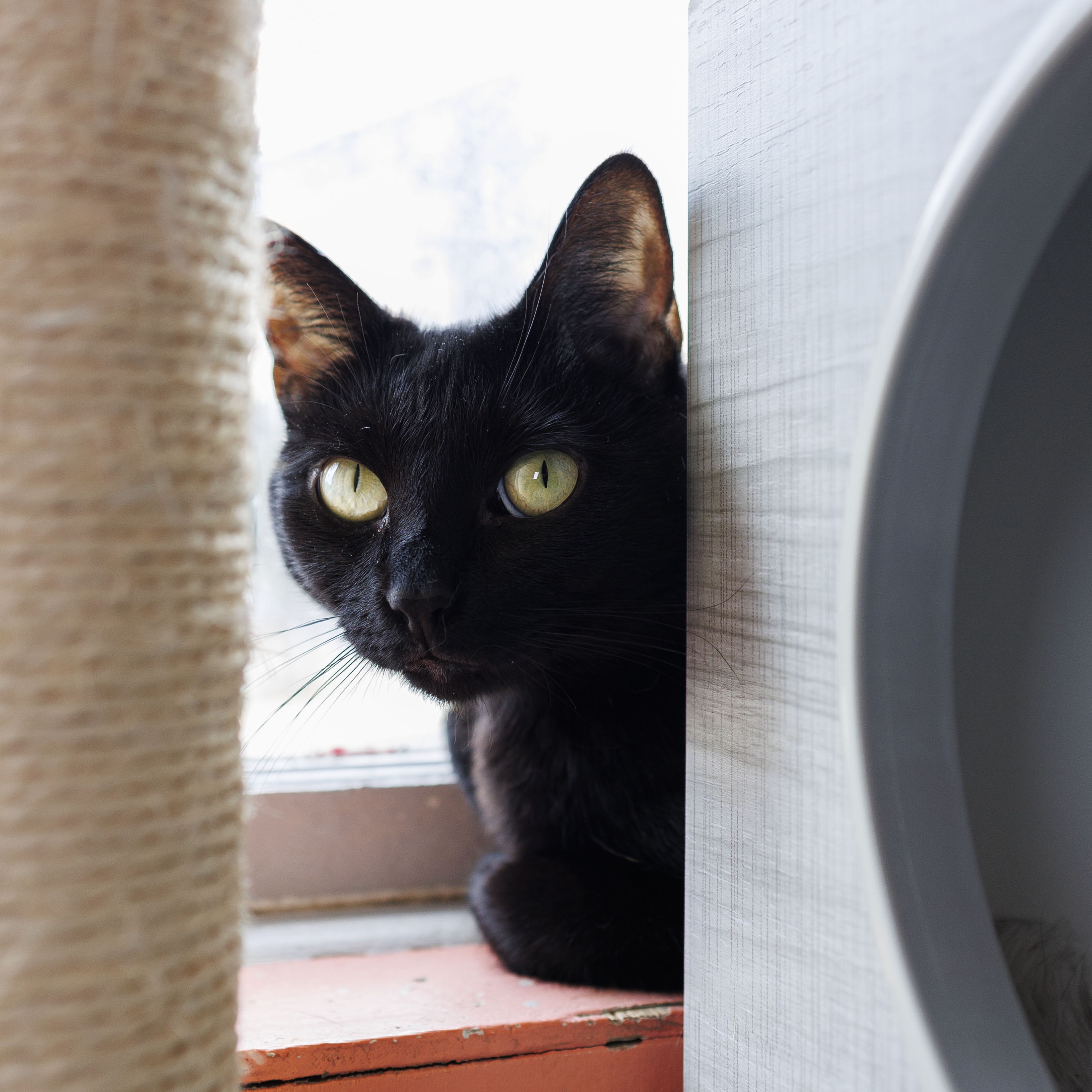 Enlarge STORM, an adoptable Domestic Short Hair in Mount Rainier, MD image 2/5