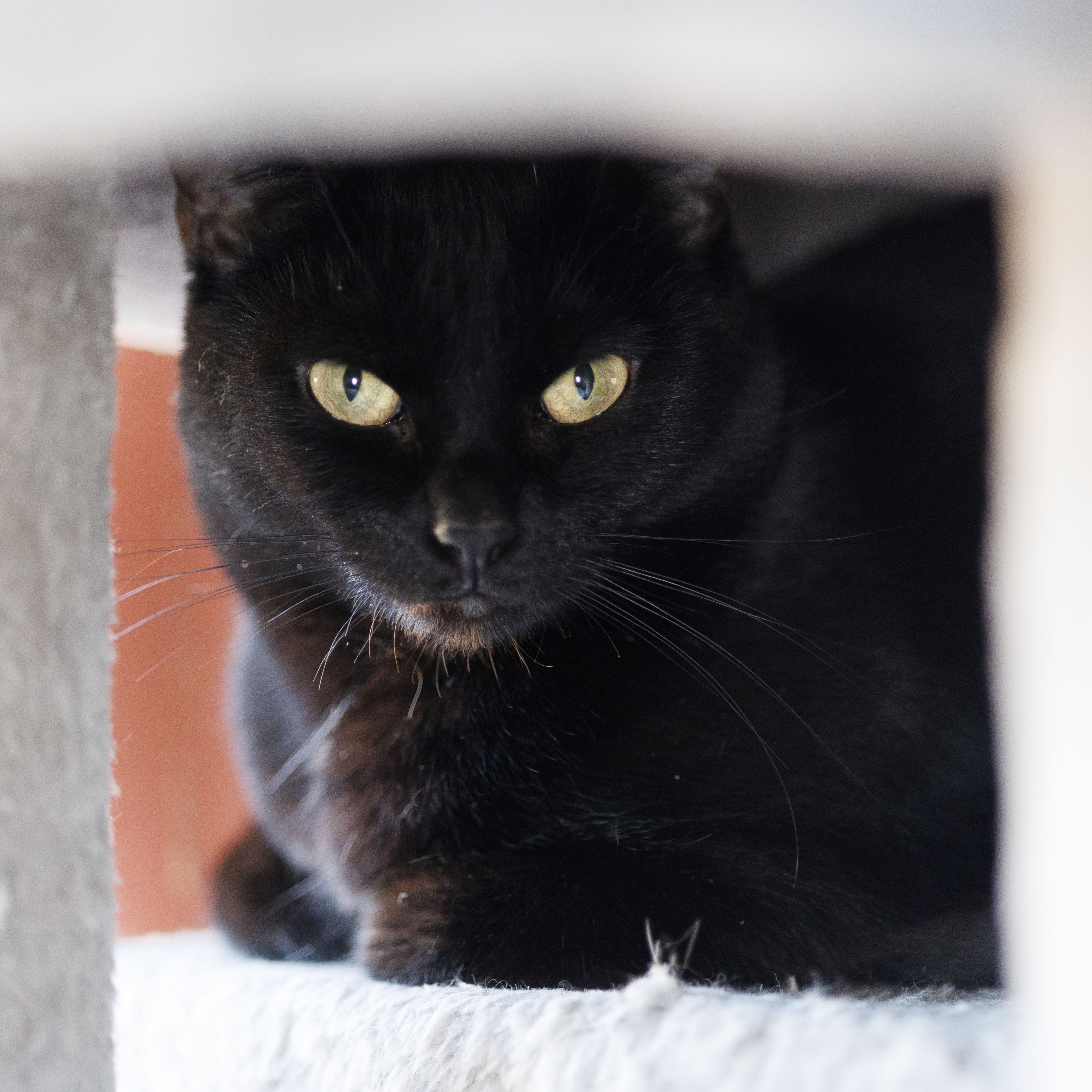 STORM, adoptable, Adult Female Domestic Short Hair.
