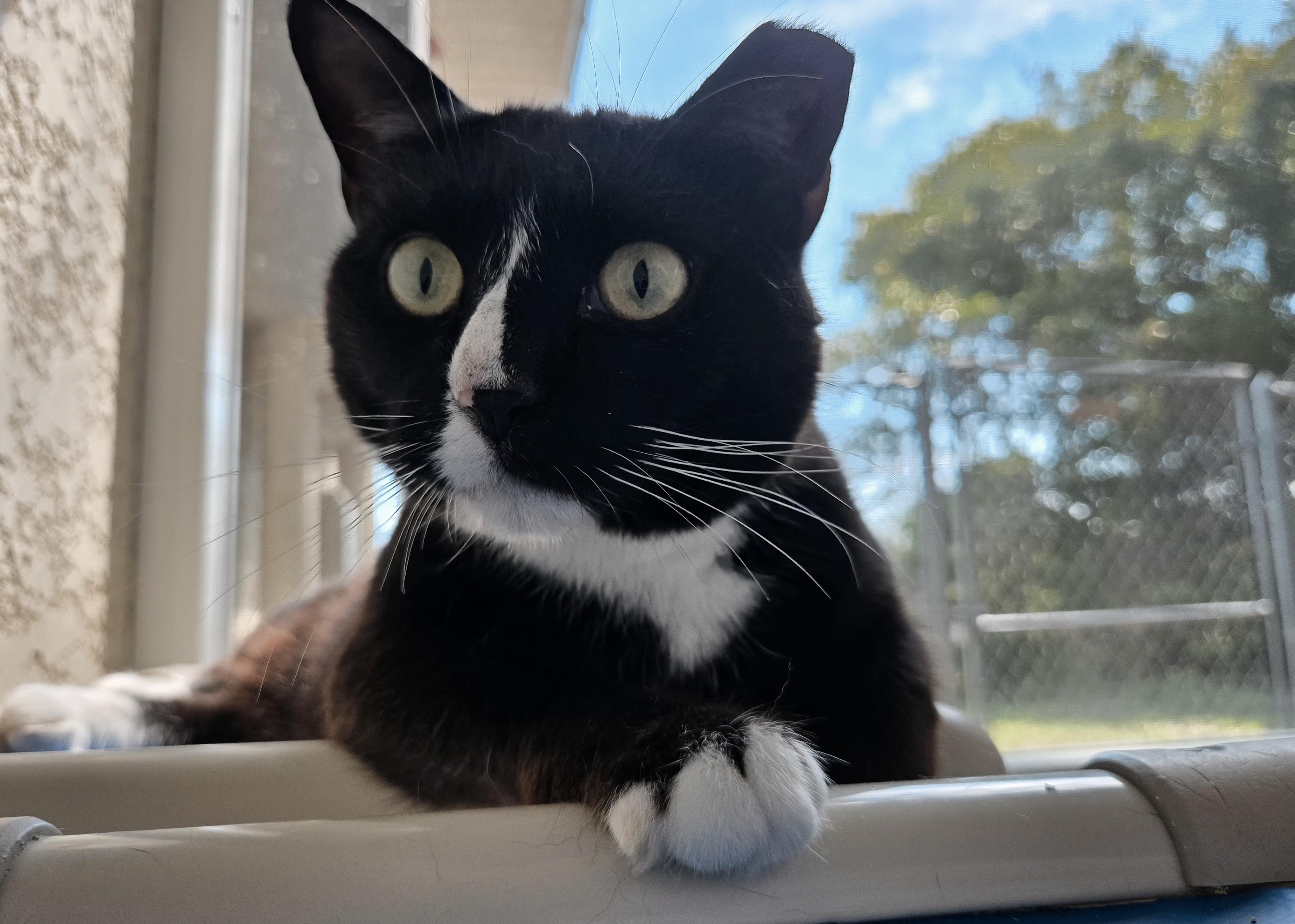 Binky, an adoptable Domestic Short Hair in Eglin AFB, FL, 32542 | Photo Image 1