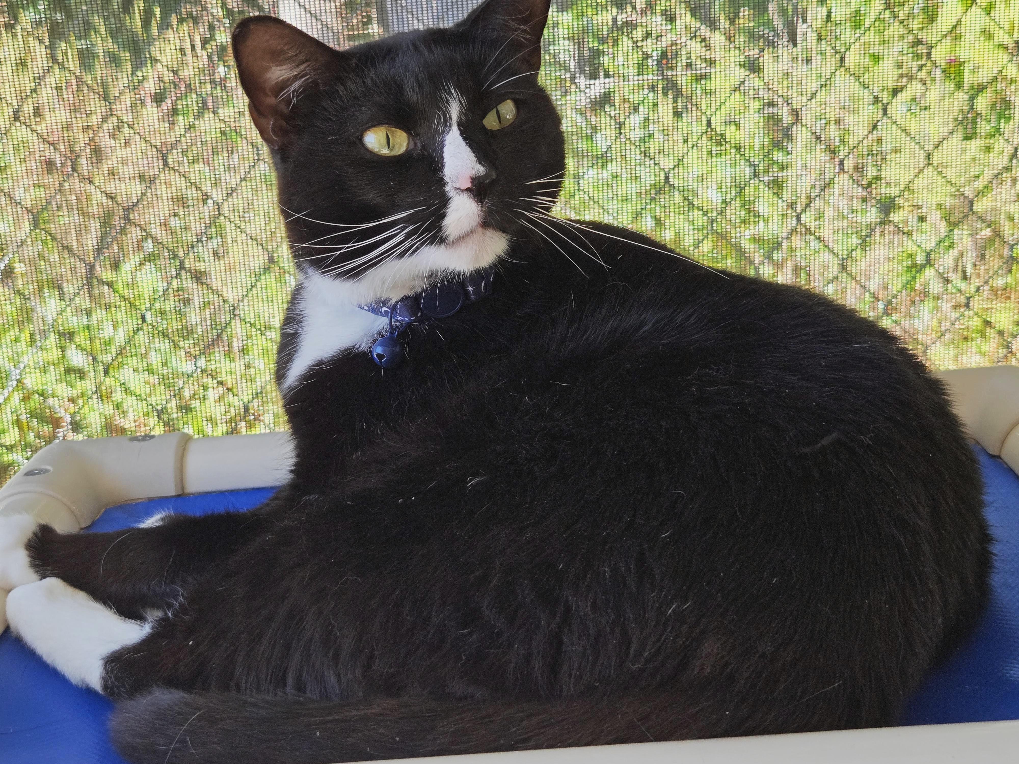 Binky, a Adoptable Domestic Short Hair in Eglin AFB, FL image 2/2