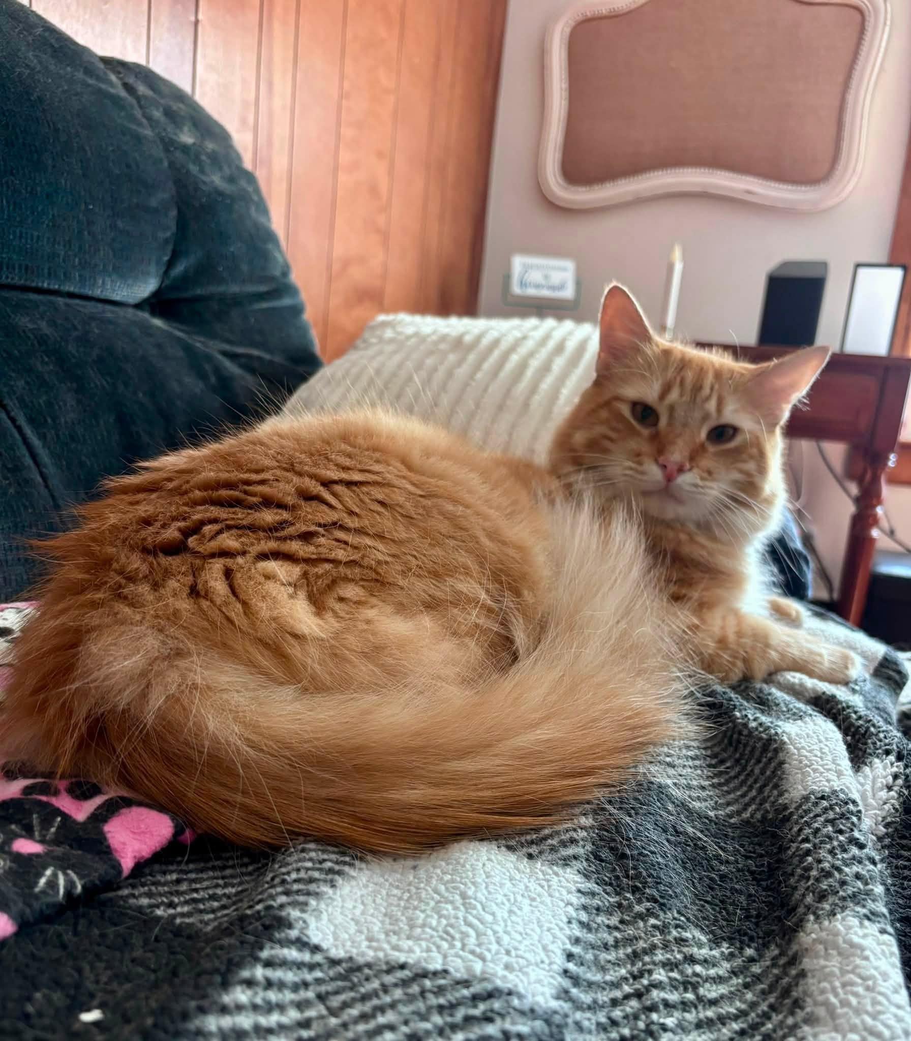 Enlarge Grant, a Adoptable Domestic Short Hair in Plainville, MA image 2/4