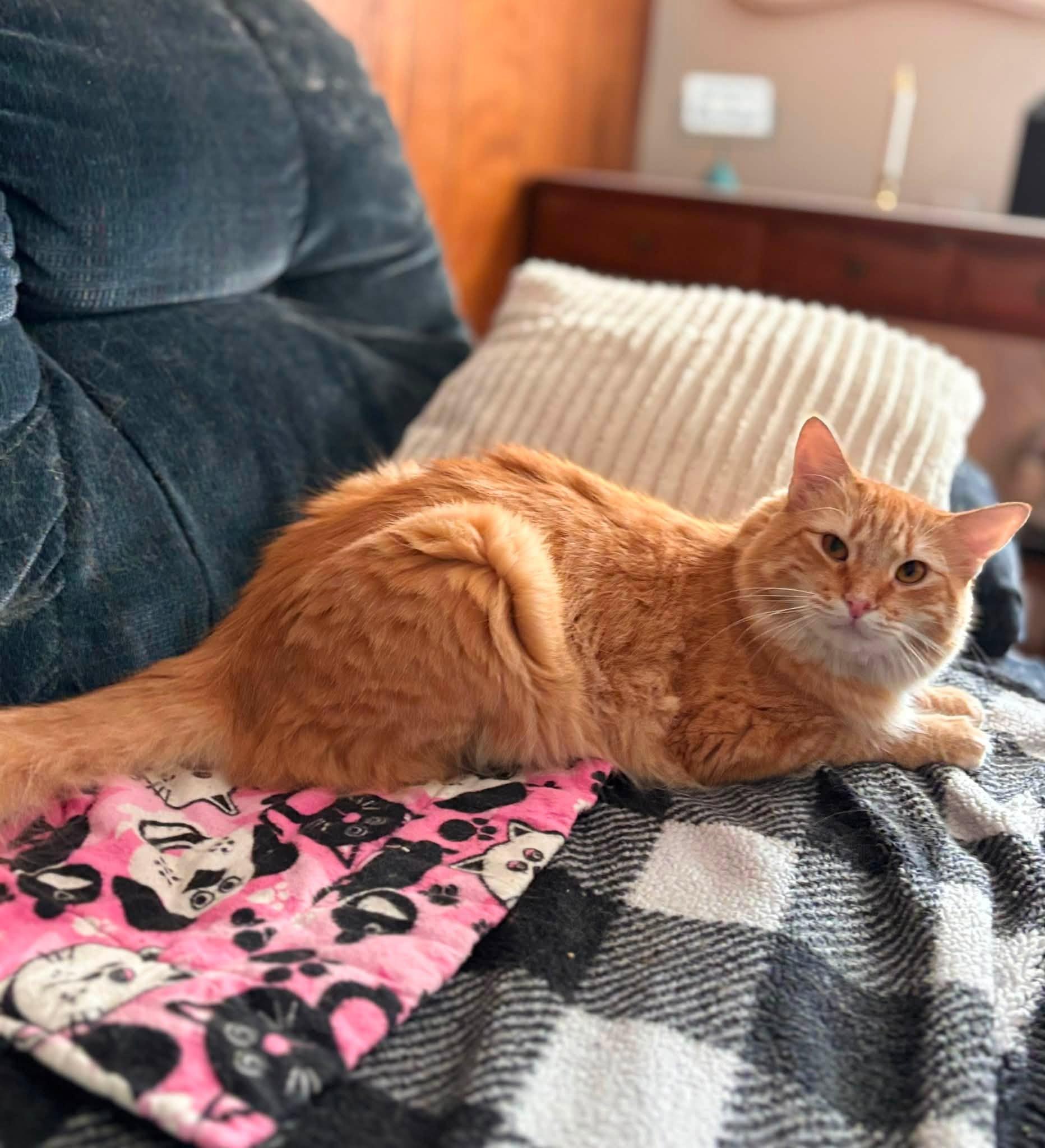 Enlarge Grant, a Adoptable Domestic Short Hair in Plainville, MA image 4/4
