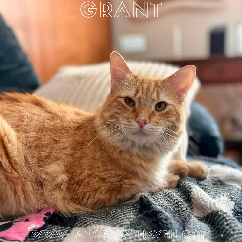 Enlarge Grant, a Adoptable Domestic Short Hair in Plainville, MA image 1/4