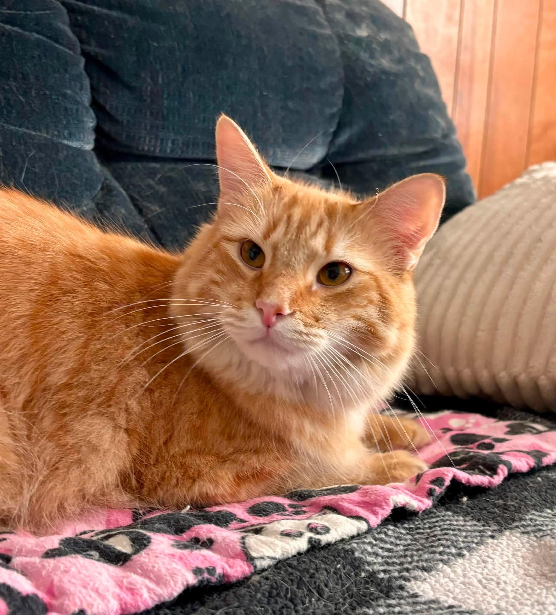 Enlarge Grant, a Adoptable Domestic Short Hair in Plainville, MA image 3/4