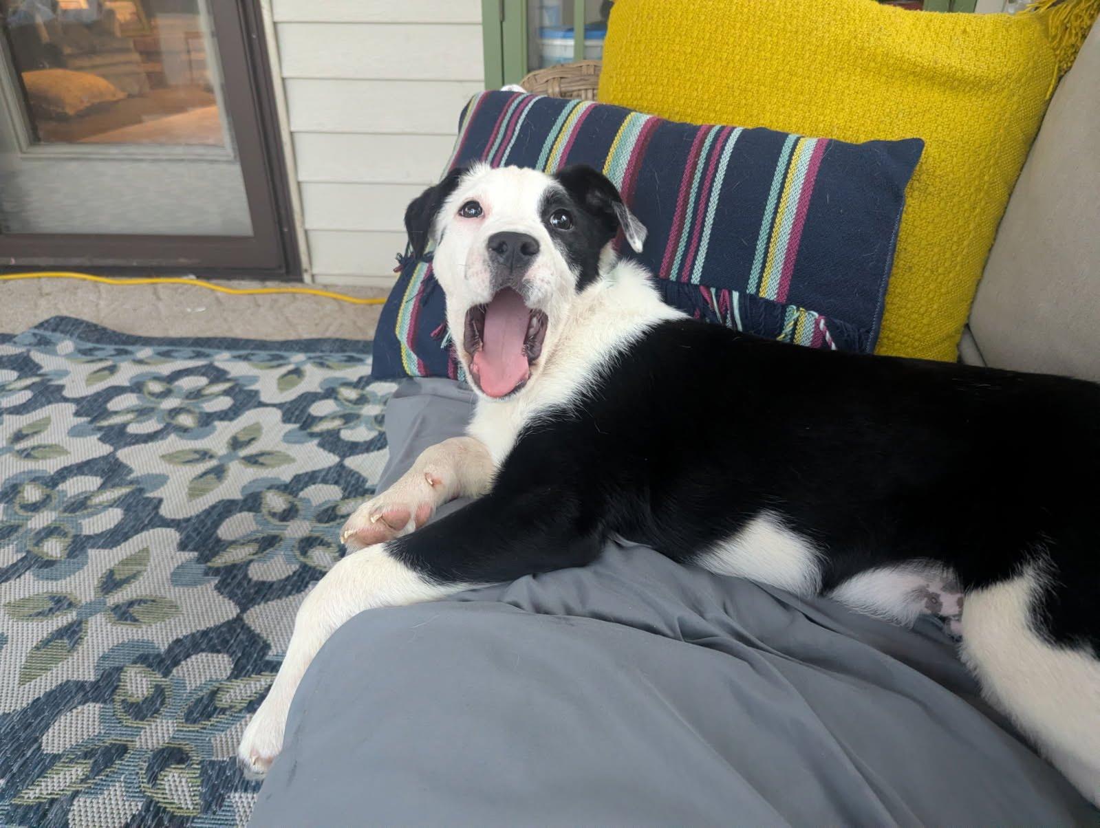 Enlarge Luigi, a Adoptable Mixed Breed in Indianapolis, IN image 6/6