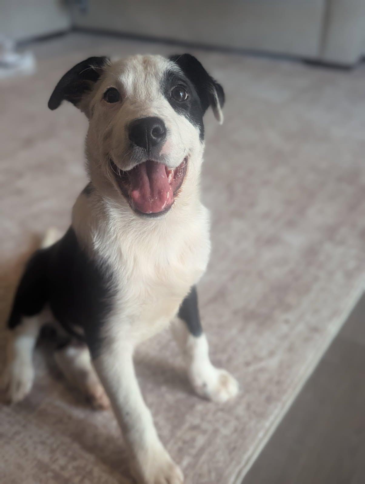 Luigi, Adoptable, Puppy Male Mixed Breed.