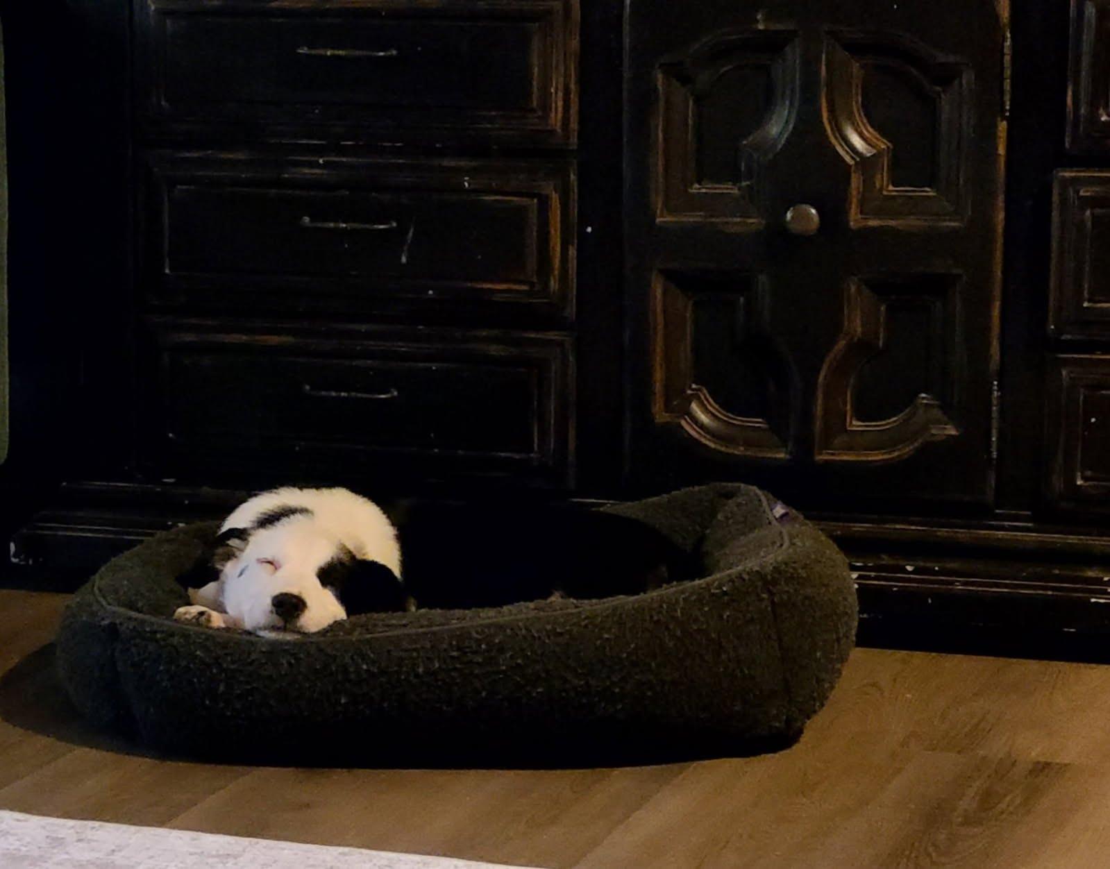 Enlarge Luigi, a Adoptable Mixed Breed in Indianapolis, IN image 3/6