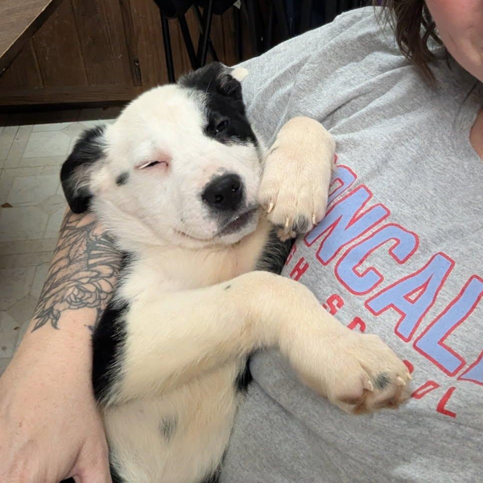 Luigi, a Adoptable Mixed Breed in Indianapolis, IN image 4/4