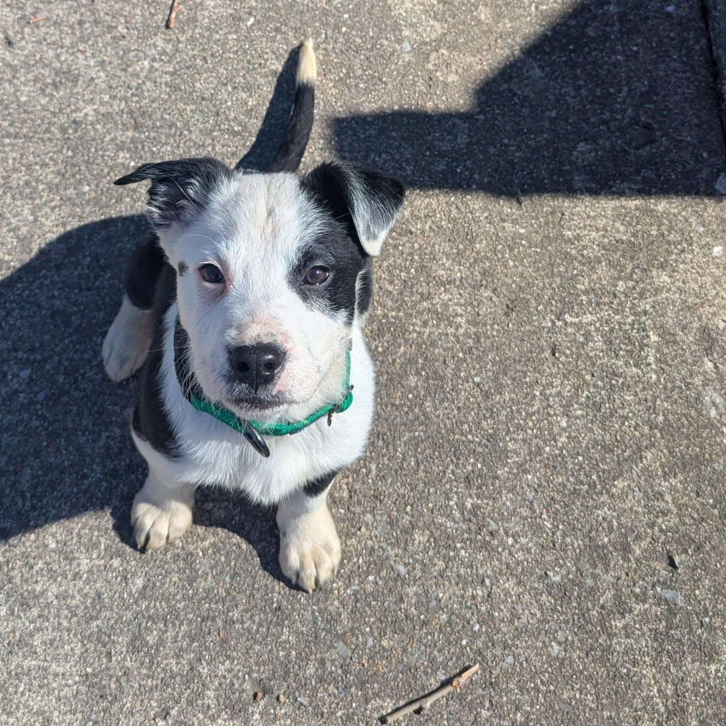 Luigi, a Adoptable Mixed Breed in Indianapolis, IN image 3/4