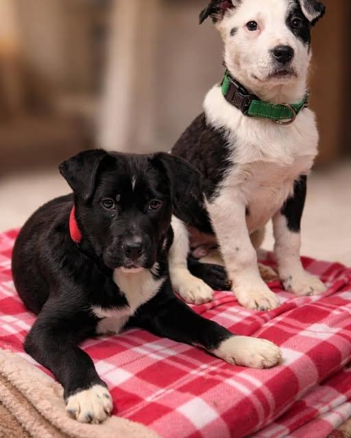 Luigi, a Adoptable Mixed Breed in Indianapolis, IN image 2/4