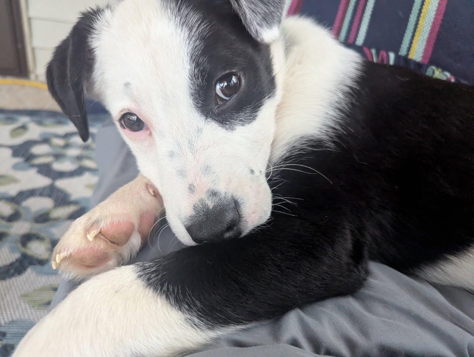 Enlarge Luigi, a Adoptable Mixed Breed in Indianapolis, IN image 4/6