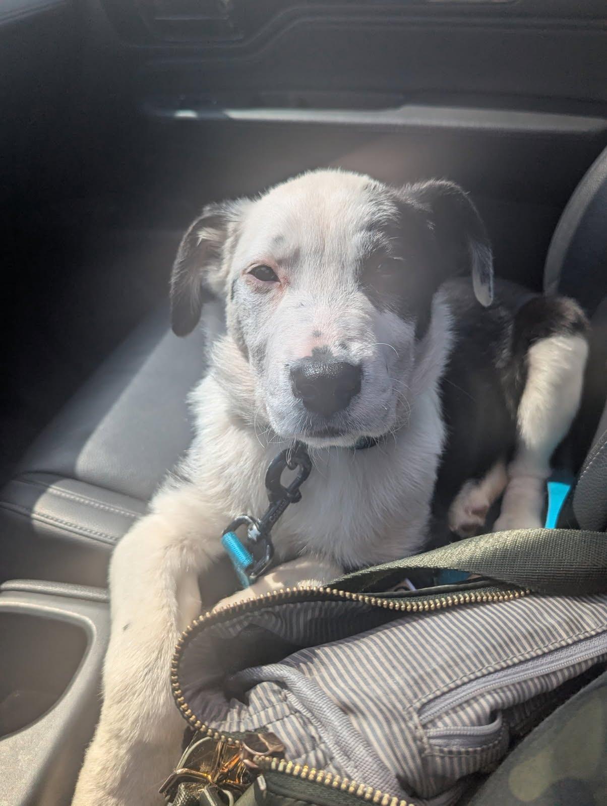 Enlarge Luigi, a Adoptable Mixed Breed in Indianapolis, IN image 2/6