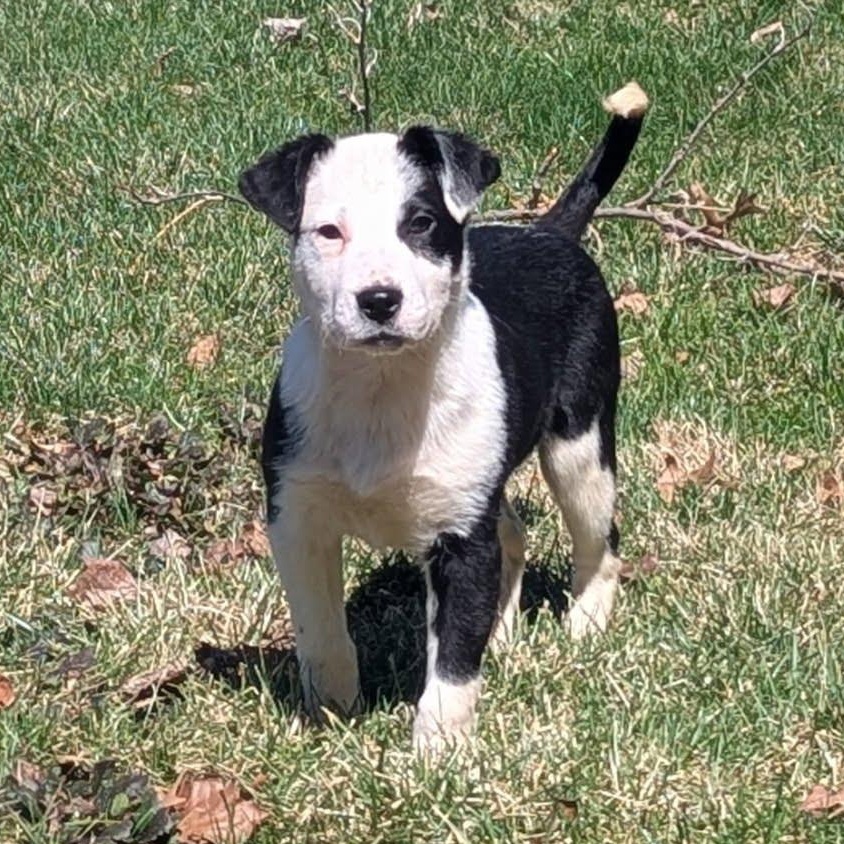 Luigi, Adoptable, Puppy Male Mixed Breed.