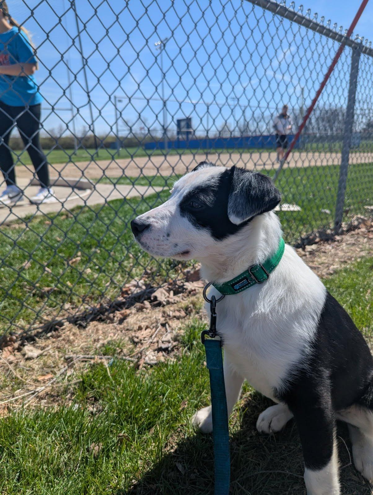 Enlarge Luigi, a Adoptable Mixed Breed in Indianapolis, IN image 5/6