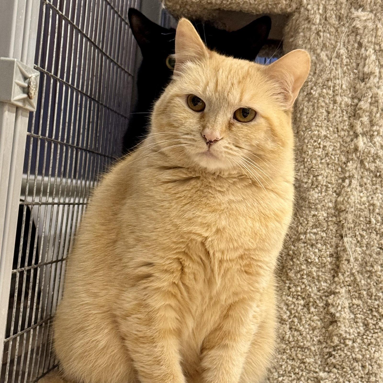 Sarah, Adoptable, Young Female Domestic Short Hair.