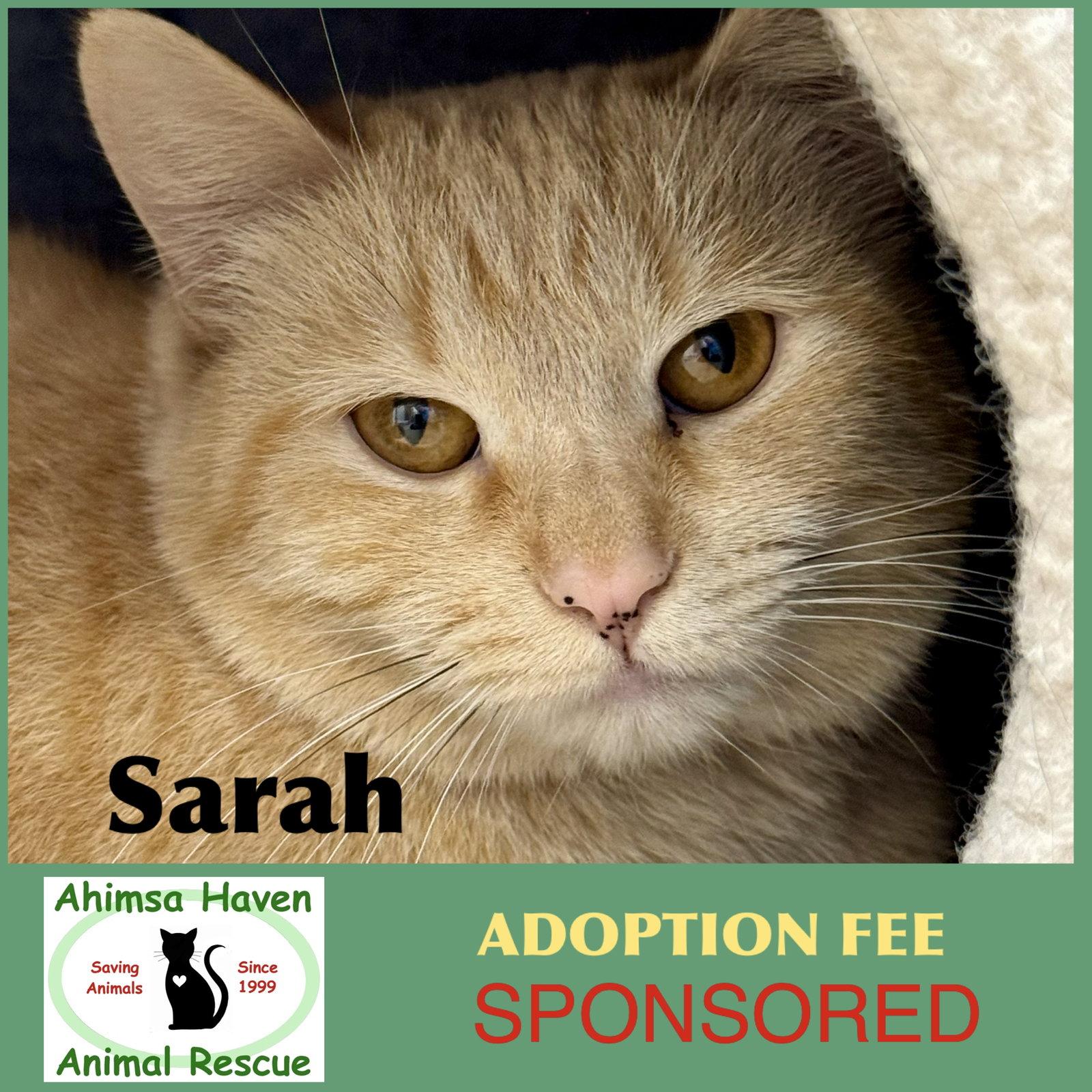 Sarah, a Adoptable Domestic Short Hair in Winchendon, MA image 2/2