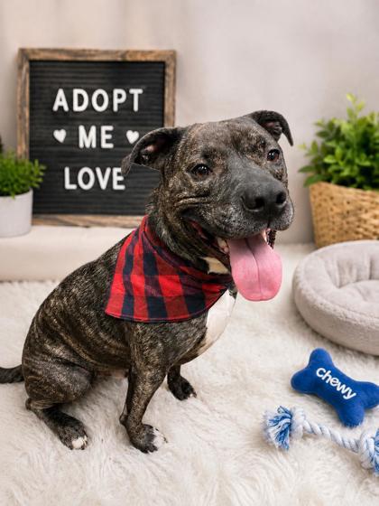 Chewy, adopted, Adult Male Mixed Breed.