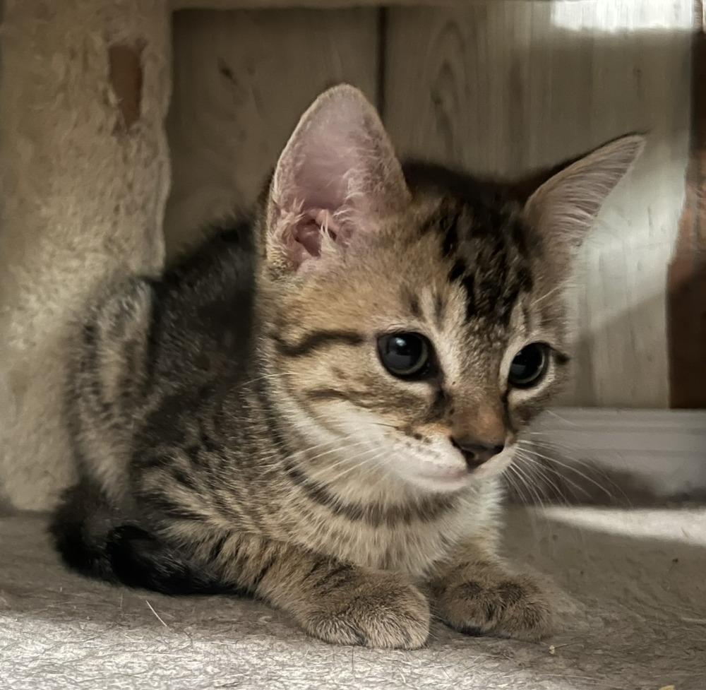 Enlarge Blossom, a Adoptable Domestic Short Hair in Ronkonkoma, NY image 2/2