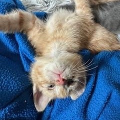 Rocky, an adopted American Shorthair in Belmont, NC image 4/4