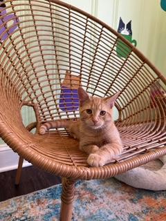 Rocky, Adoptable, Young Male American Shorthair.