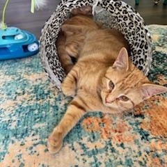 Rocky, an adopted American Shorthair in Belmont, NC image 3/4