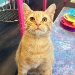 Rocky, an adopted American Shorthair in Belmont, NC image 1/4