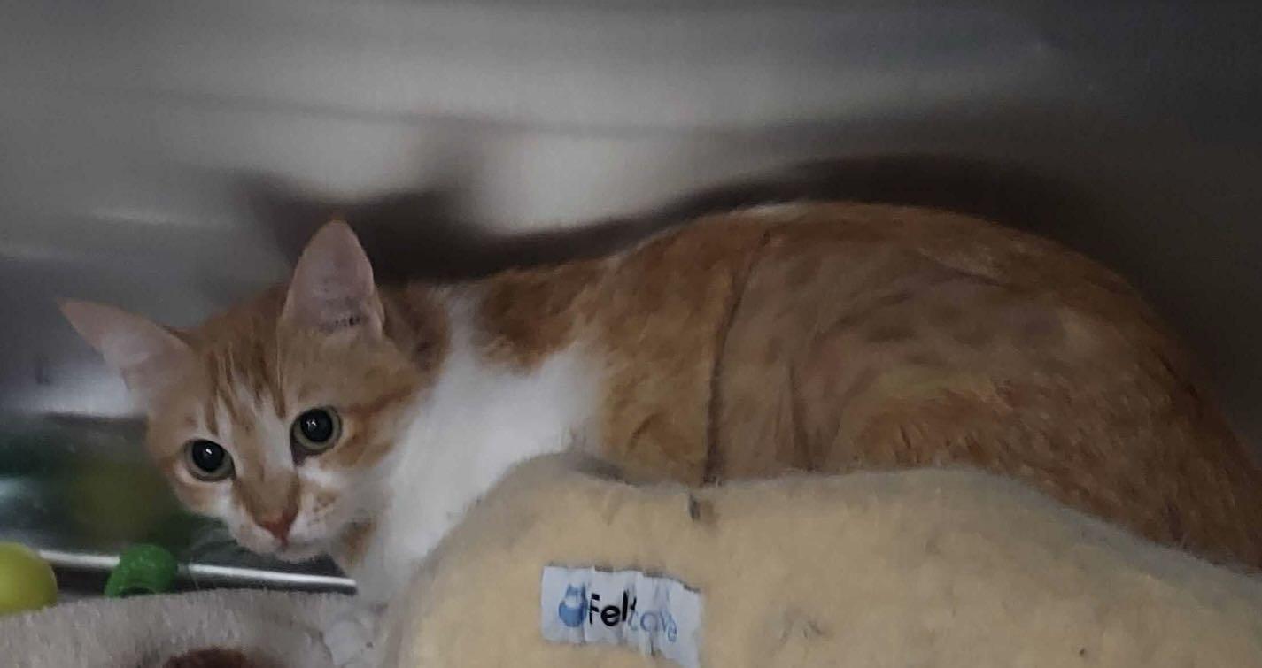 CocoMom, Adoptable, Young Female Domestic Short Hair.