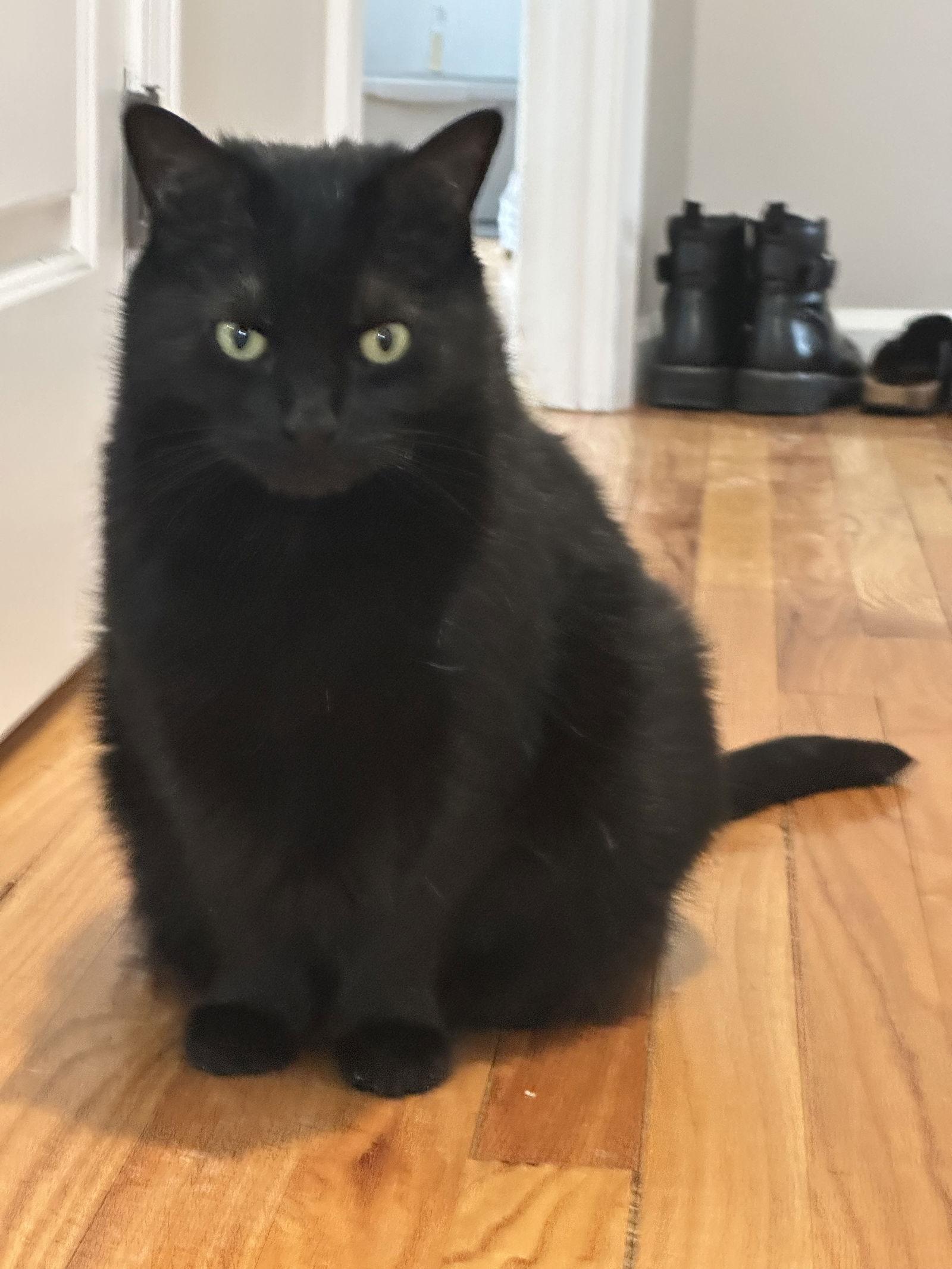 Enlarge Malkia, a Adoptable Domestic Medium Hair in Naugatuck, CT image 1/3