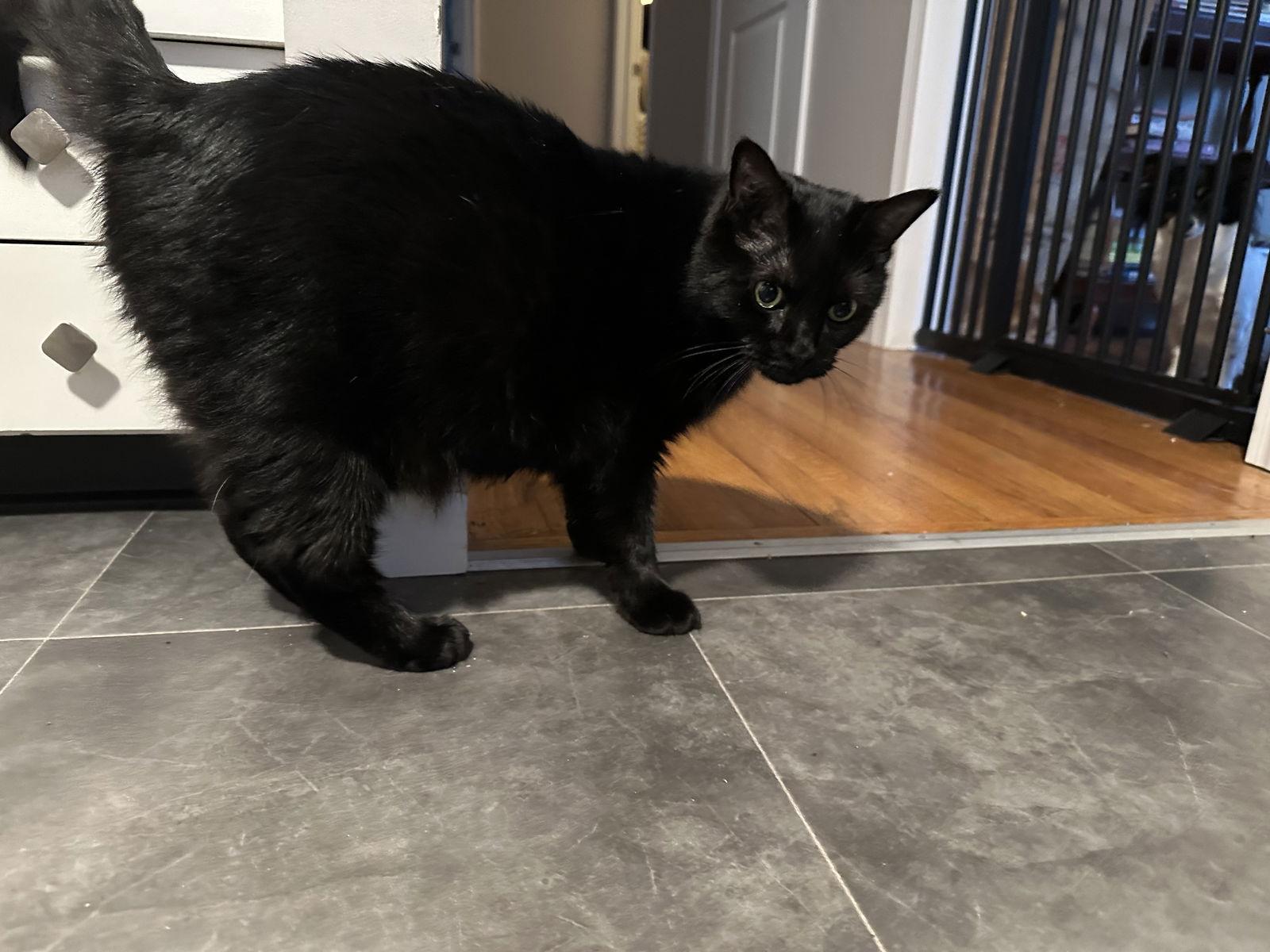 Enlarge Malkia, a Adoptable Domestic Medium Hair in Naugatuck, CT image 1/3