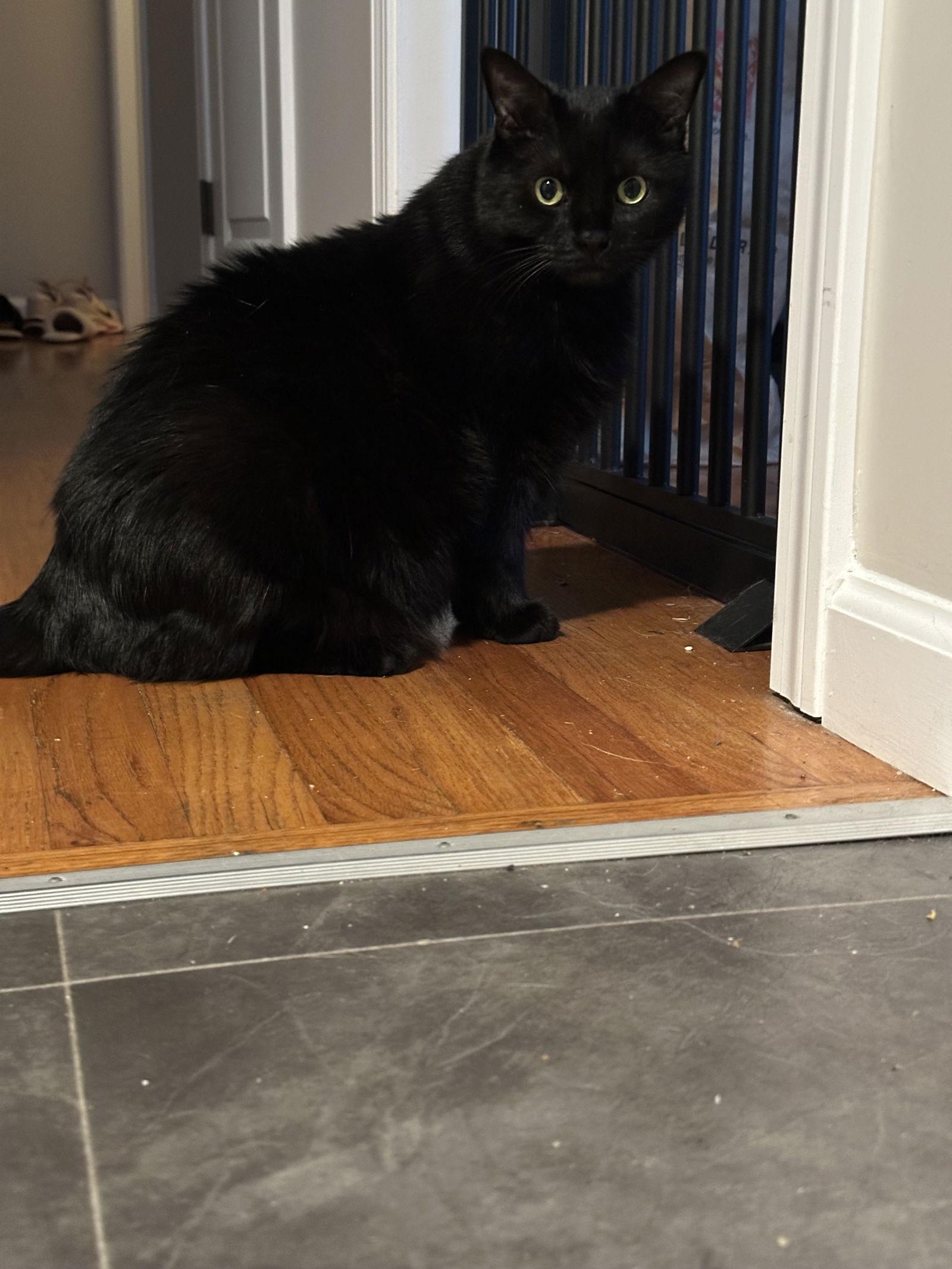 Enlarge Malkia, a Adoptable Domestic Medium Hair in Naugatuck, CT image 2/3