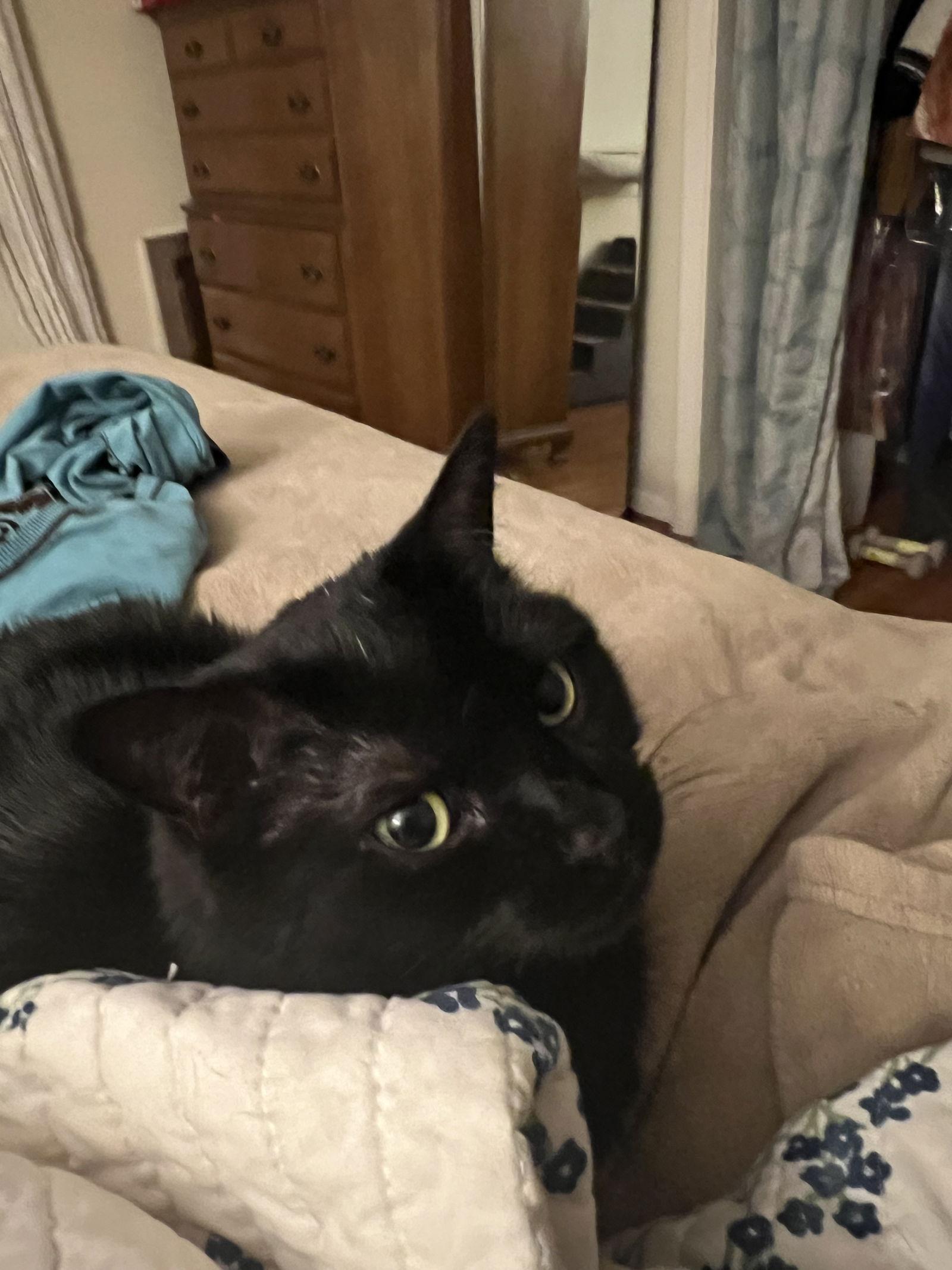 Enlarge Malkia, a Adoptable Domestic Medium Hair in Naugatuck, CT image 2/3