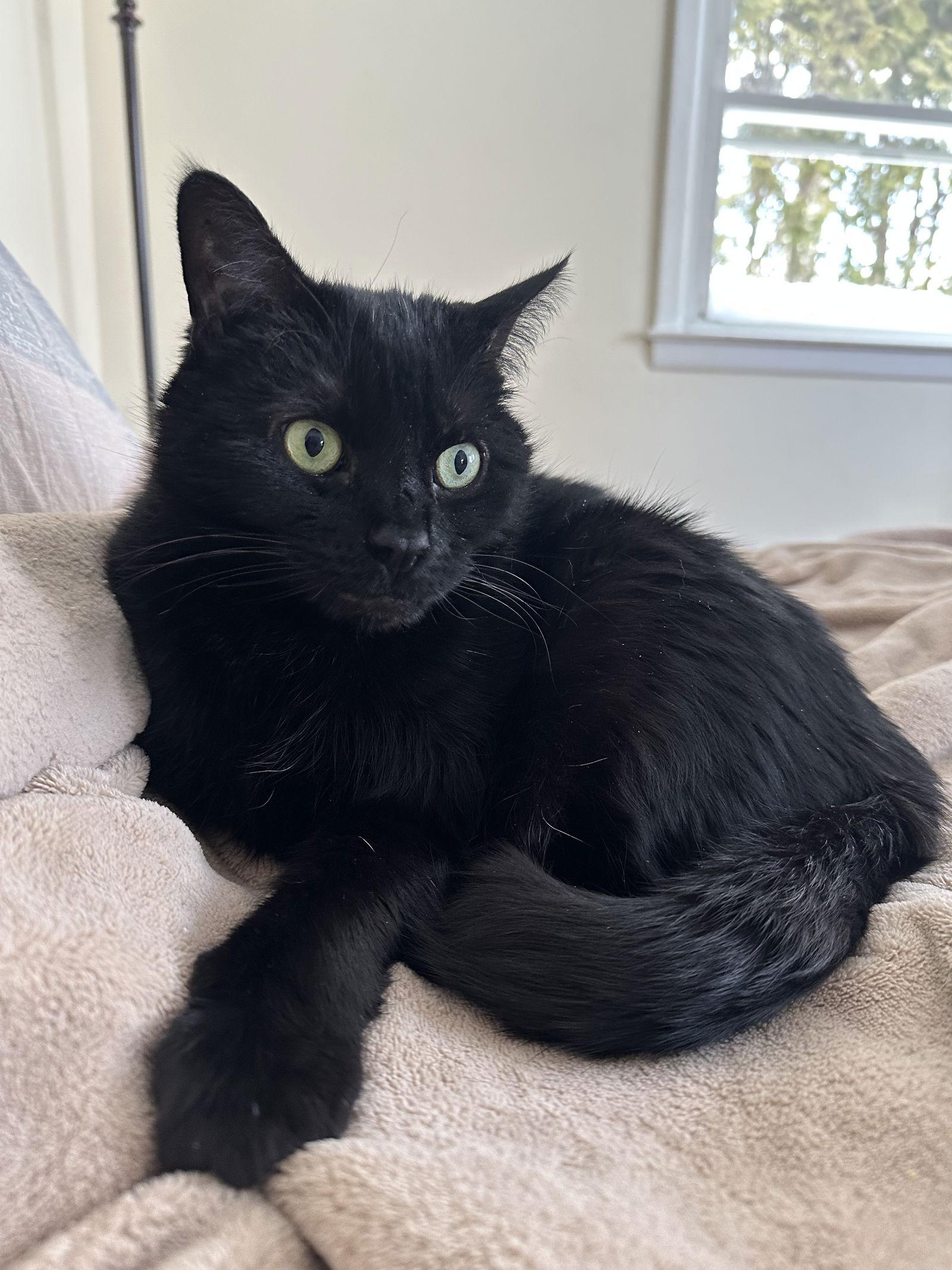 Enlarge Malkia, a Adoptable Domestic Medium Hair in Naugatuck, CT image 3/3