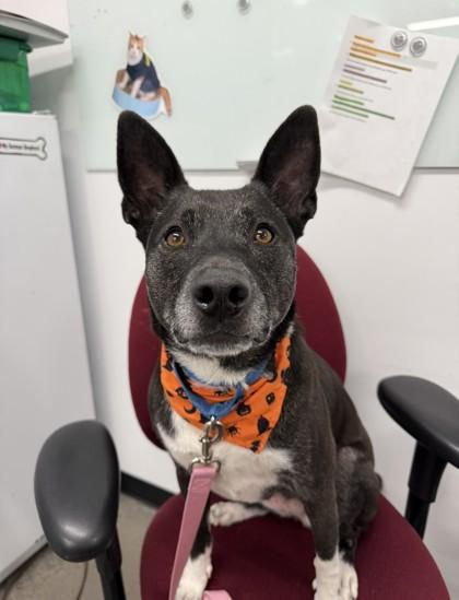 Enlarge Tracie, a Adoptable mixed breed in Voorhees, NJ image 1/3