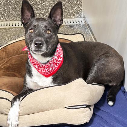 Enlarge Tracie, a Adoptable mixed breed in Voorhees, NJ image 2/3