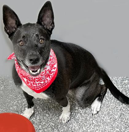 Enlarge Tracie, a Adoptable mixed breed in Voorhees, NJ image 3/3