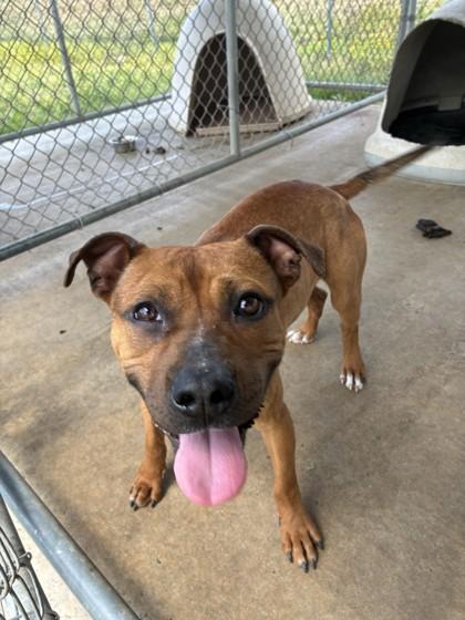 Enlarge Bragg, a Adoptable mixed breed in West Memphis, AR image 1/1