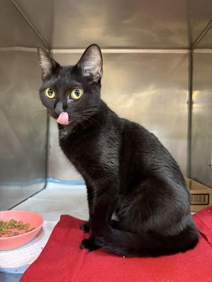 Spaz, Adult Female unknown