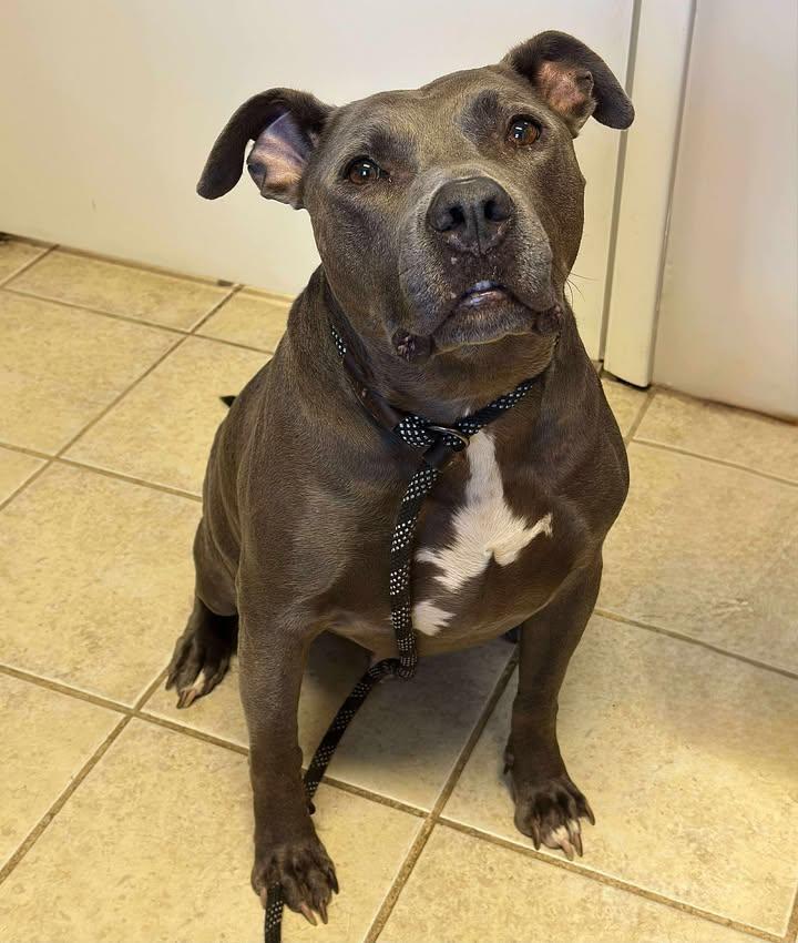 Mojo