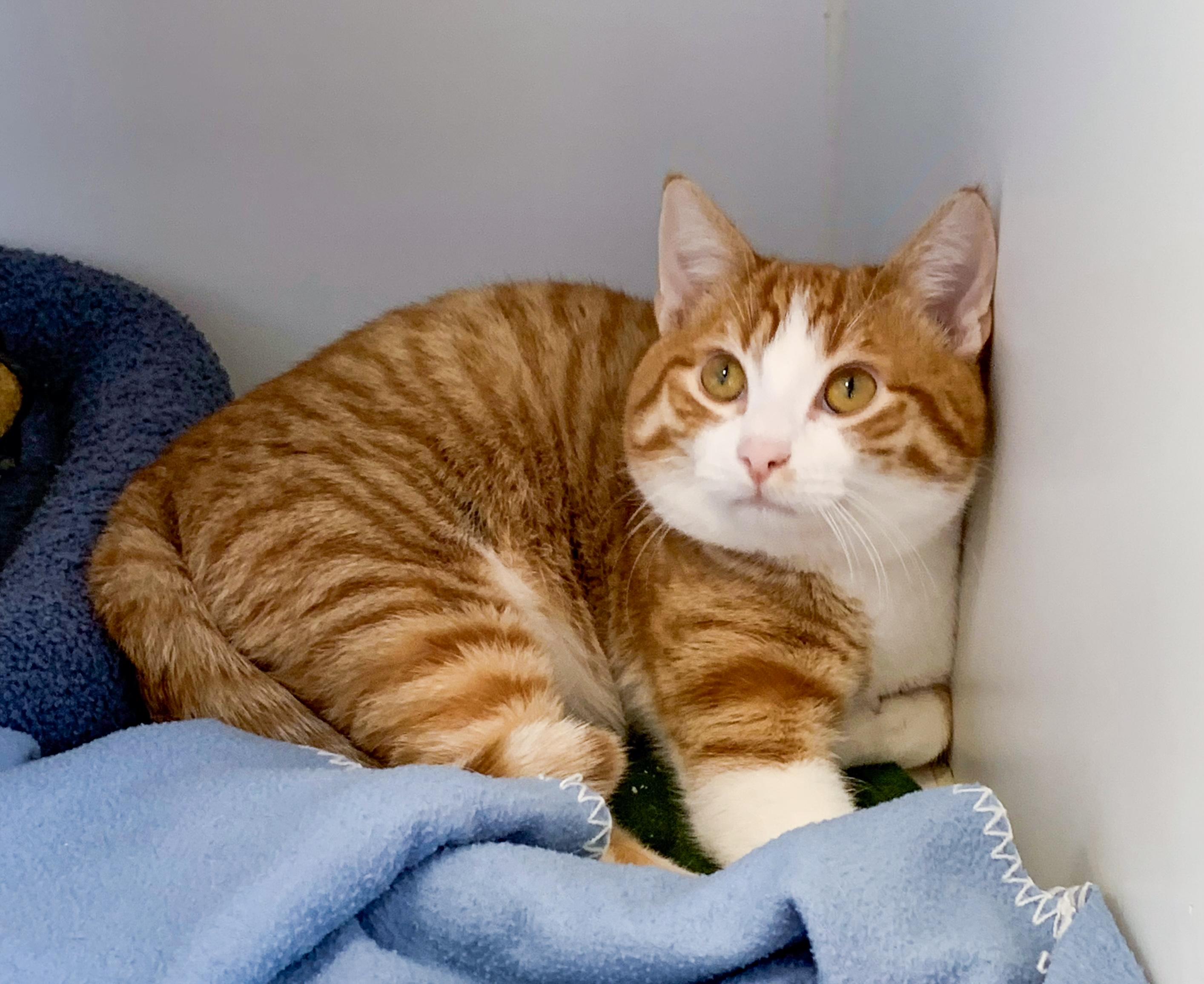 MURPHY, a ADOPTABLE Domestic Short Hair in High Level, AB image 1/2