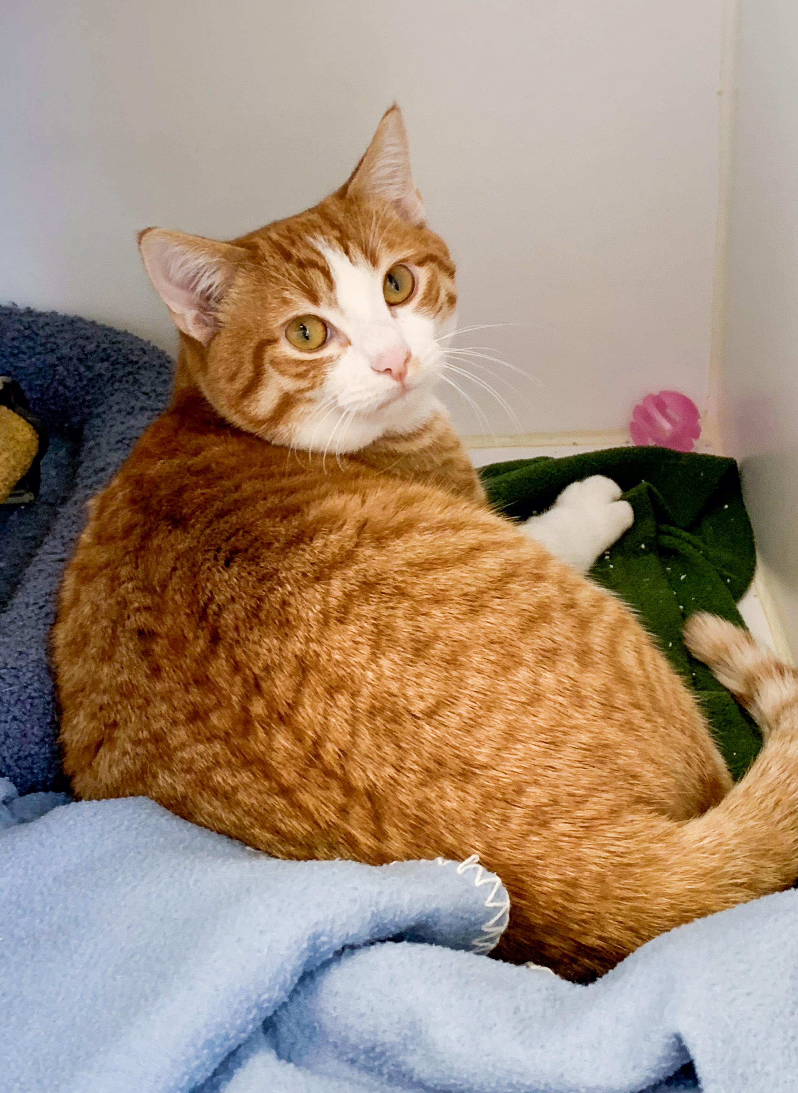 MURPHY, a ADOPTABLE Domestic Short Hair in High Level, AB image 2/2
