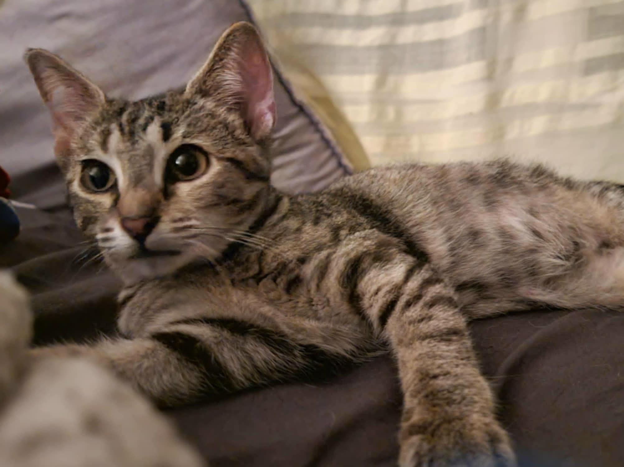 Enlarge Betty, a Adoptable Domestic Short Hair in Mansfield, TX image 1/3