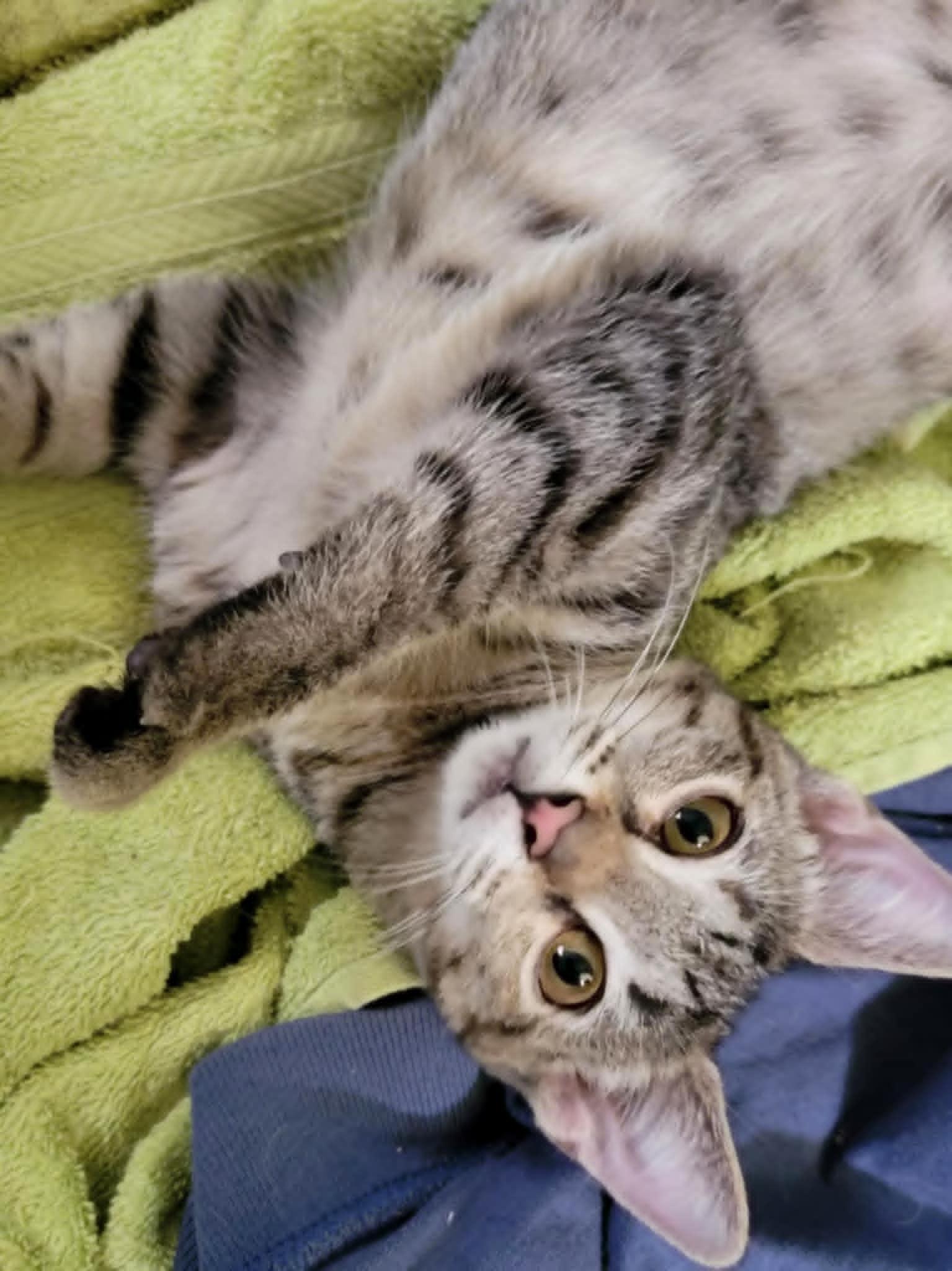 Enlarge Betty, a Adoptable Domestic Short Hair in Mansfield, TX image 2/3