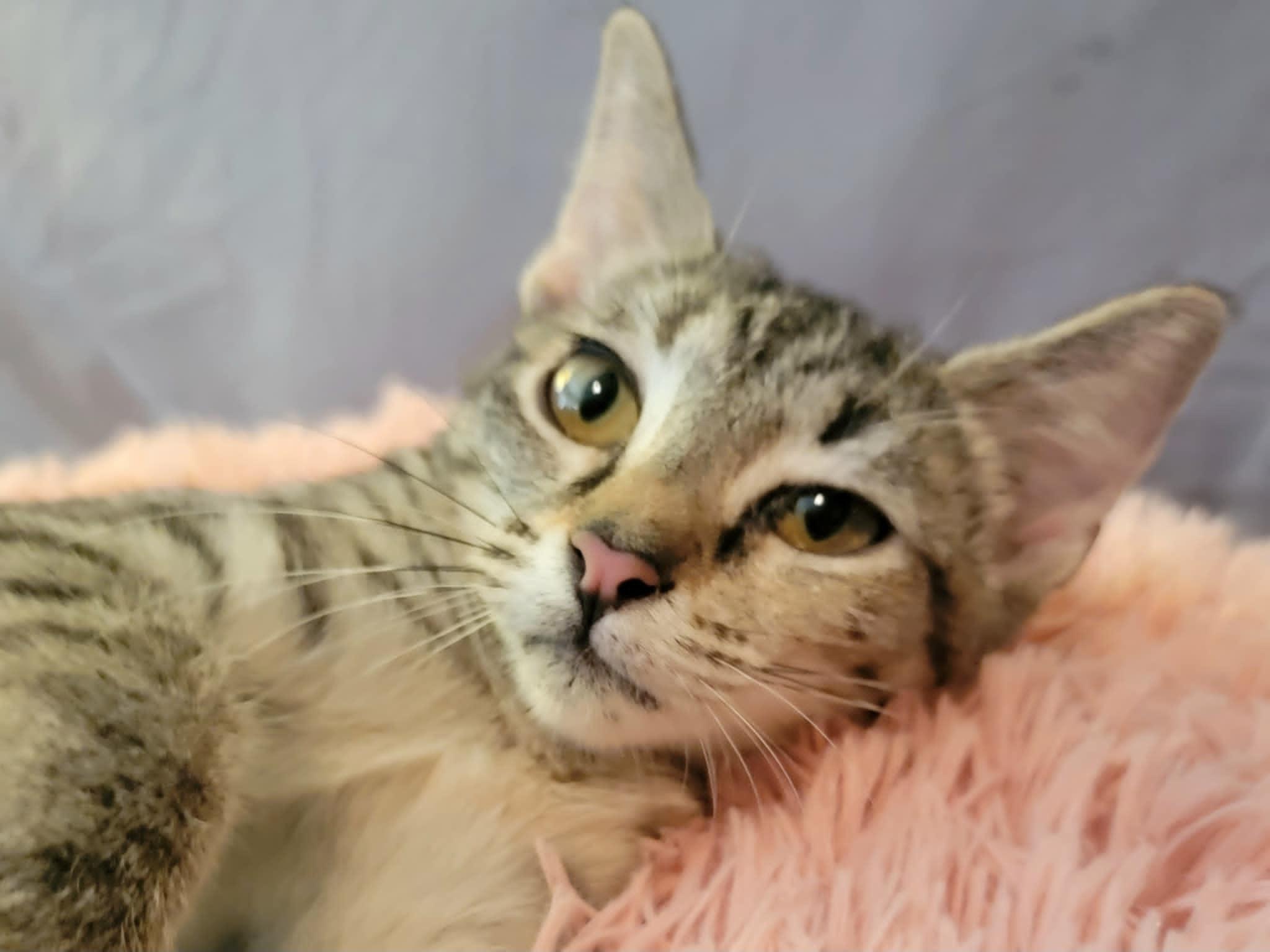 Enlarge Betty, a Adoptable Domestic Short Hair in Mansfield, TX image 3/3