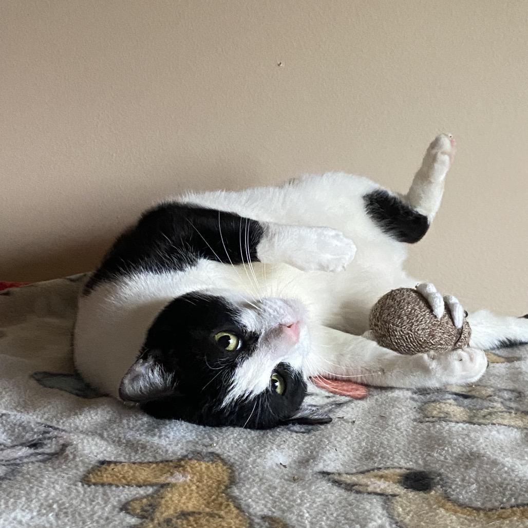 Cappy, a Adoptable Domestic Short Hair in Spokane, WA image 2/6