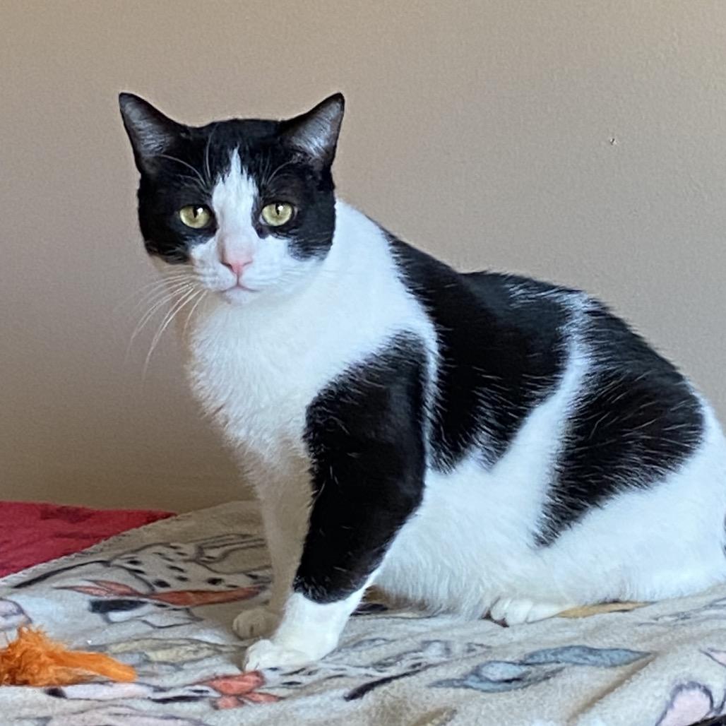 Cappy, a Adoptable Domestic Short Hair in Spokane, WA image 3/6