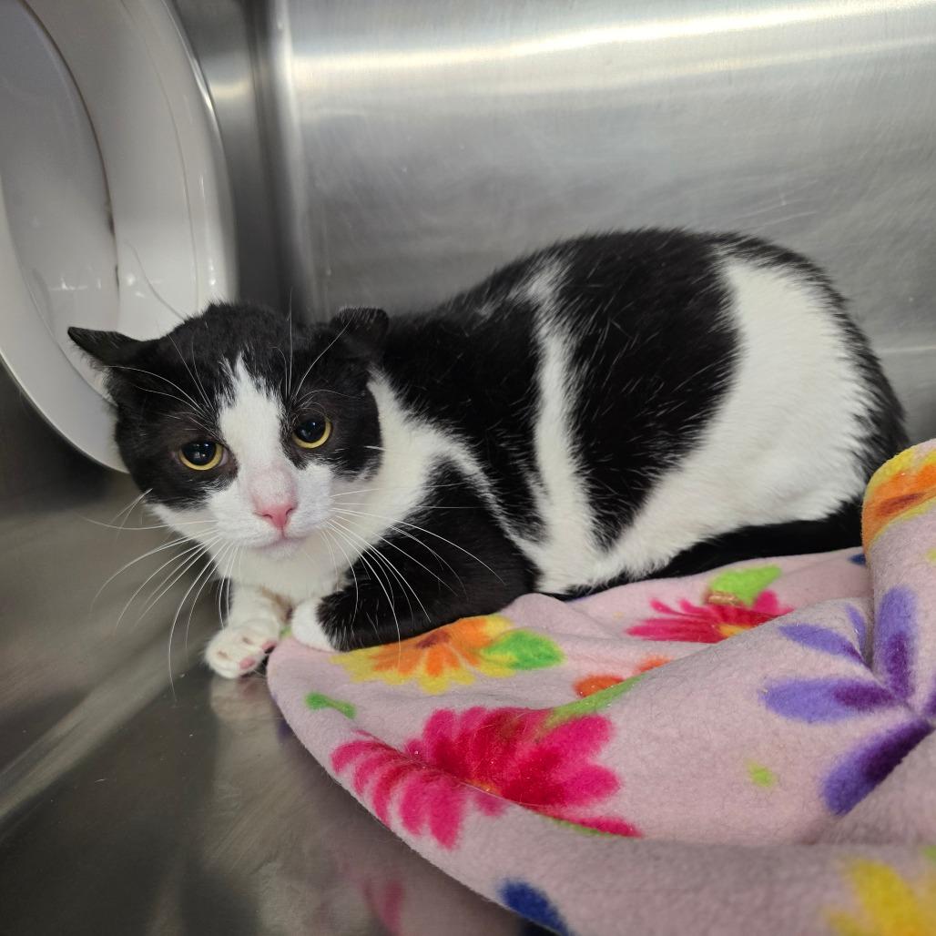 Cappy, a Adoptable Domestic Short Hair in Spokane, WA image 4/6