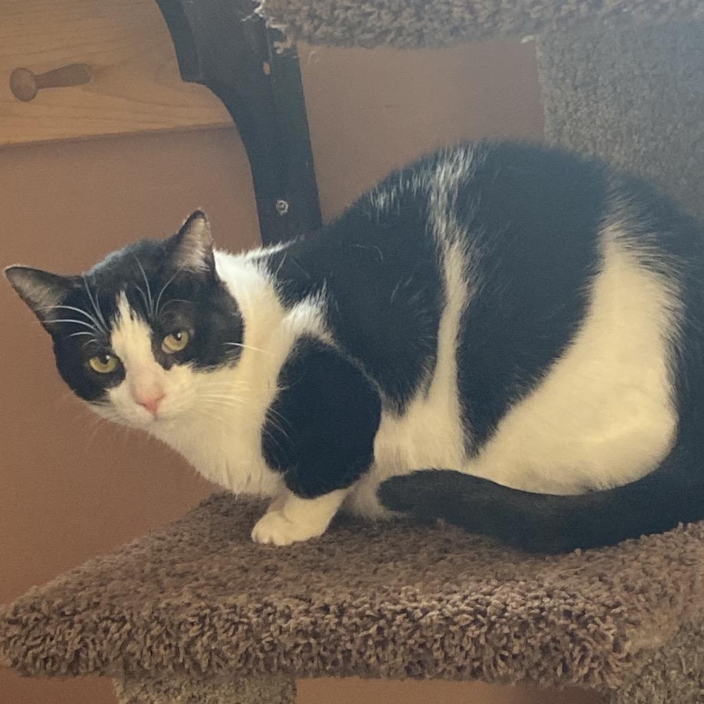 Cappy, a Adoptable Domestic Short Hair in Spokane, WA image 6/6
