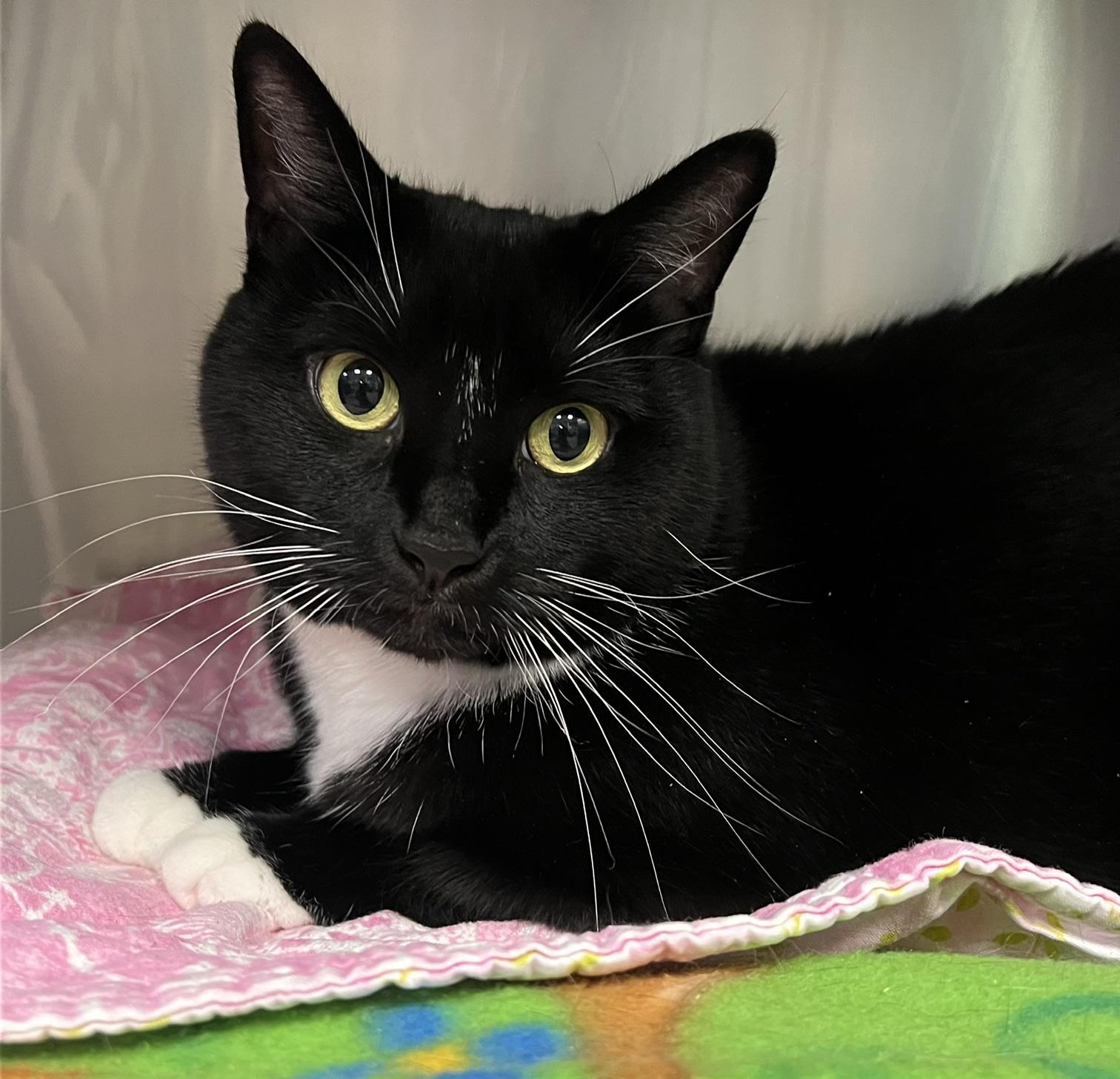 Bella, ADOPTABLE, Adult Female Domestic Short Hair.
