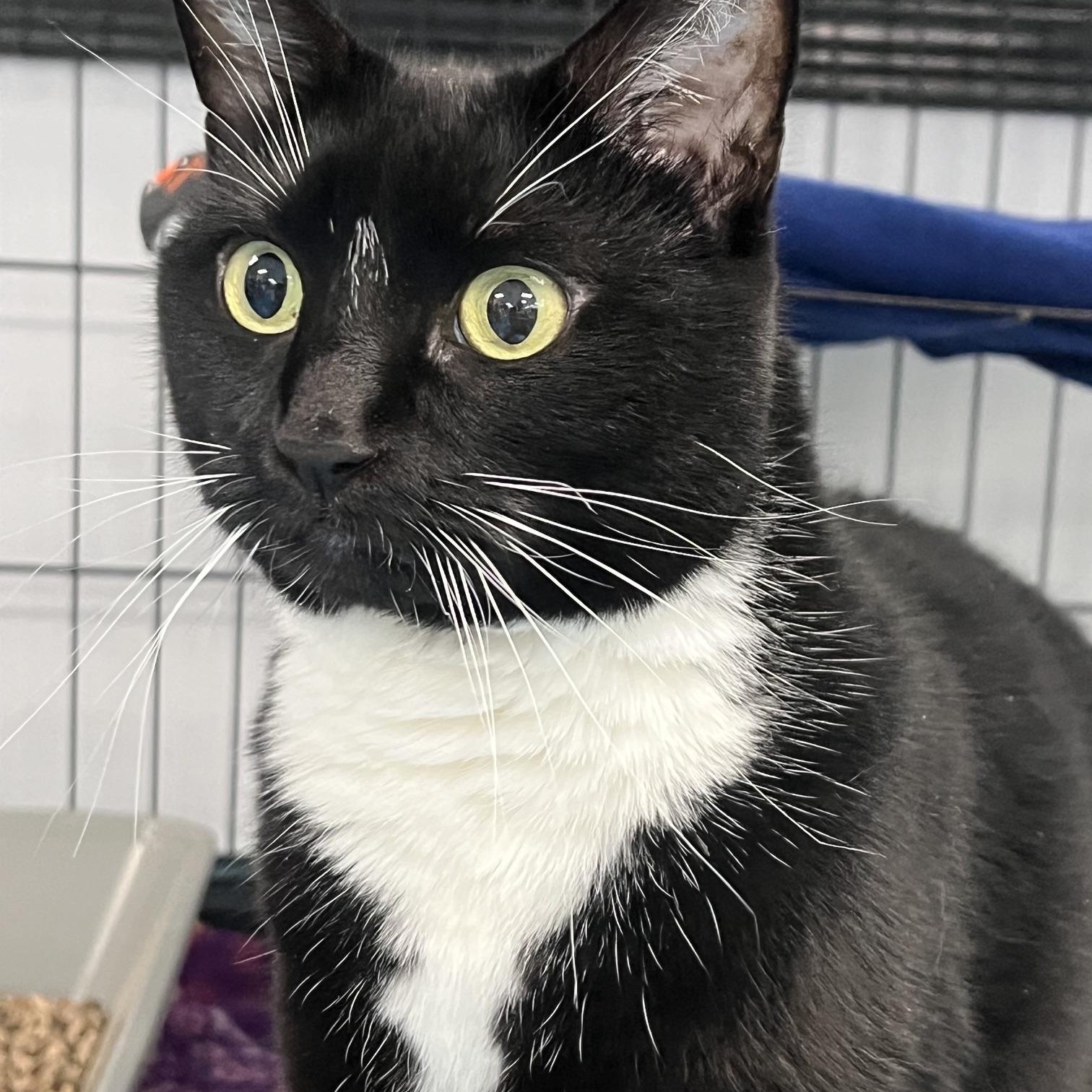 Enlarge Bella, a ADOPTABLE Domestic Short Hair in Johnston, RI image 4/6