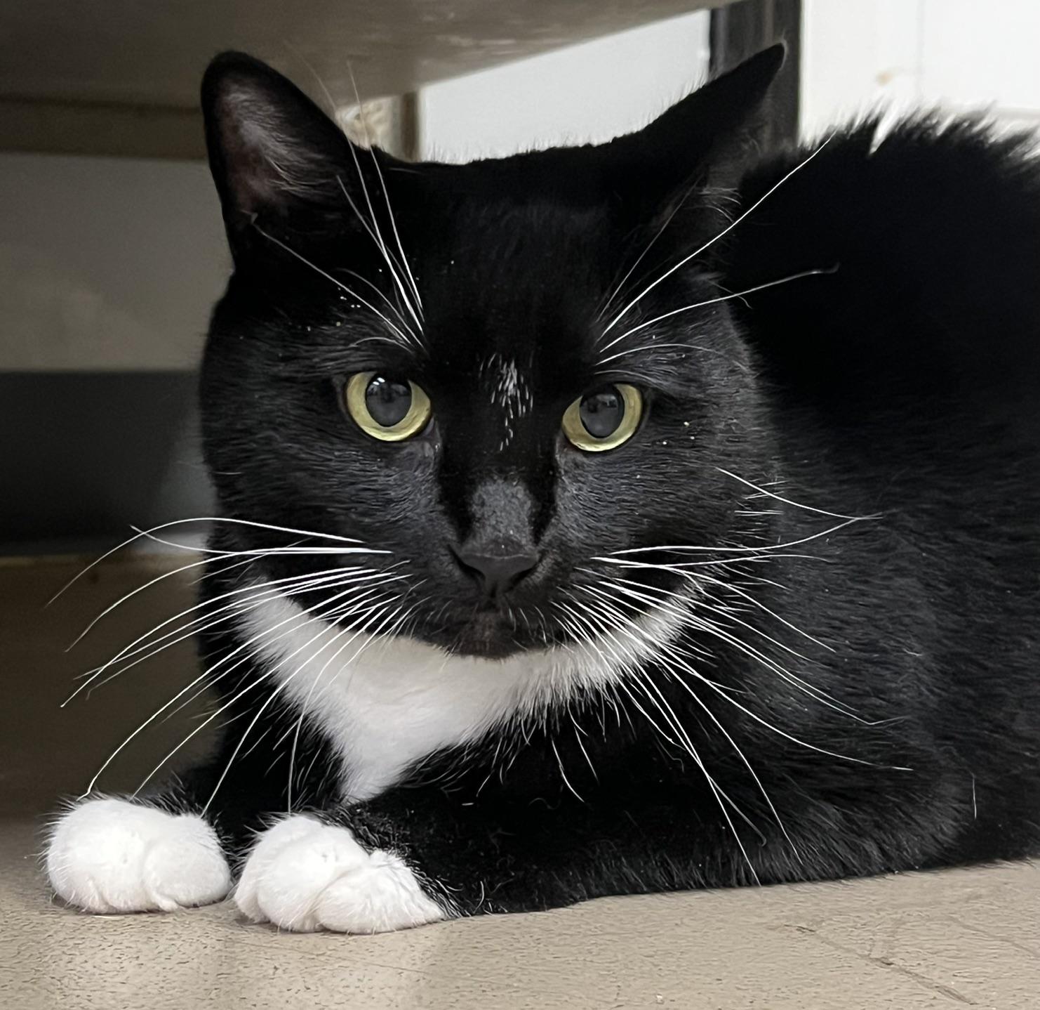 Enlarge Bella, a ADOPTABLE Domestic Short Hair in Johnston, RI image 2/6